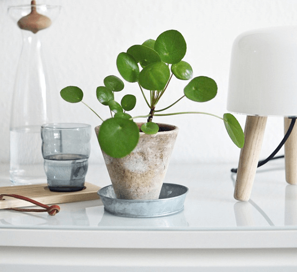 3 indoor  plants  you need for 2019