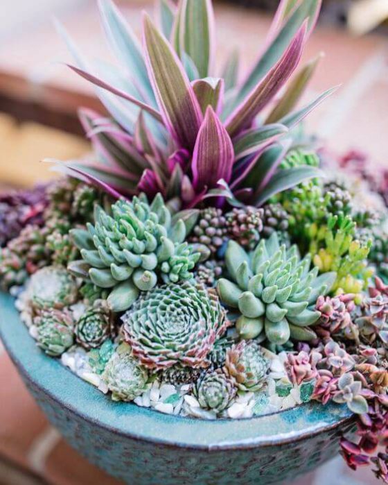 Cactus & Succulent Bowls