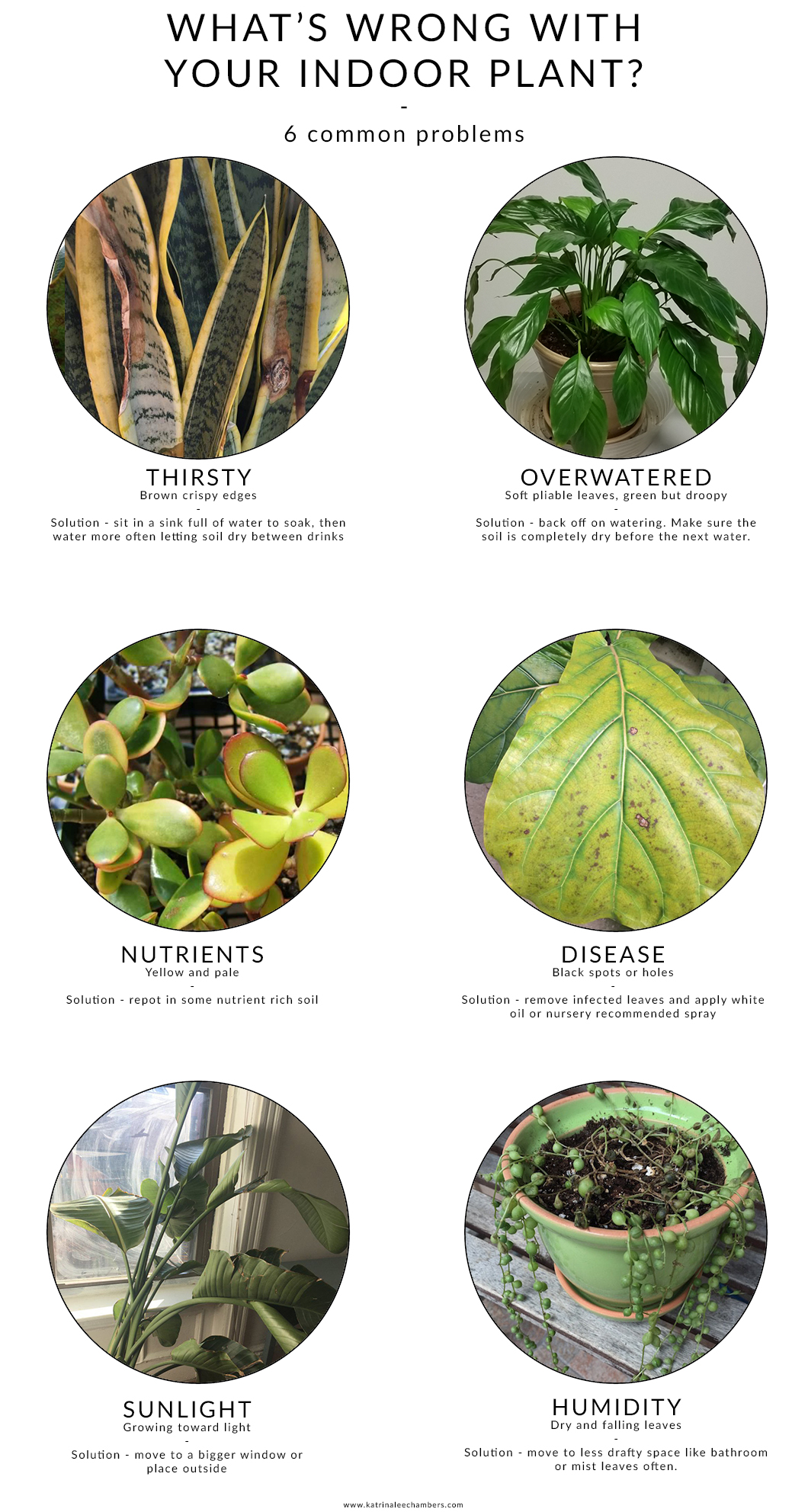 Common indoor plants diseases