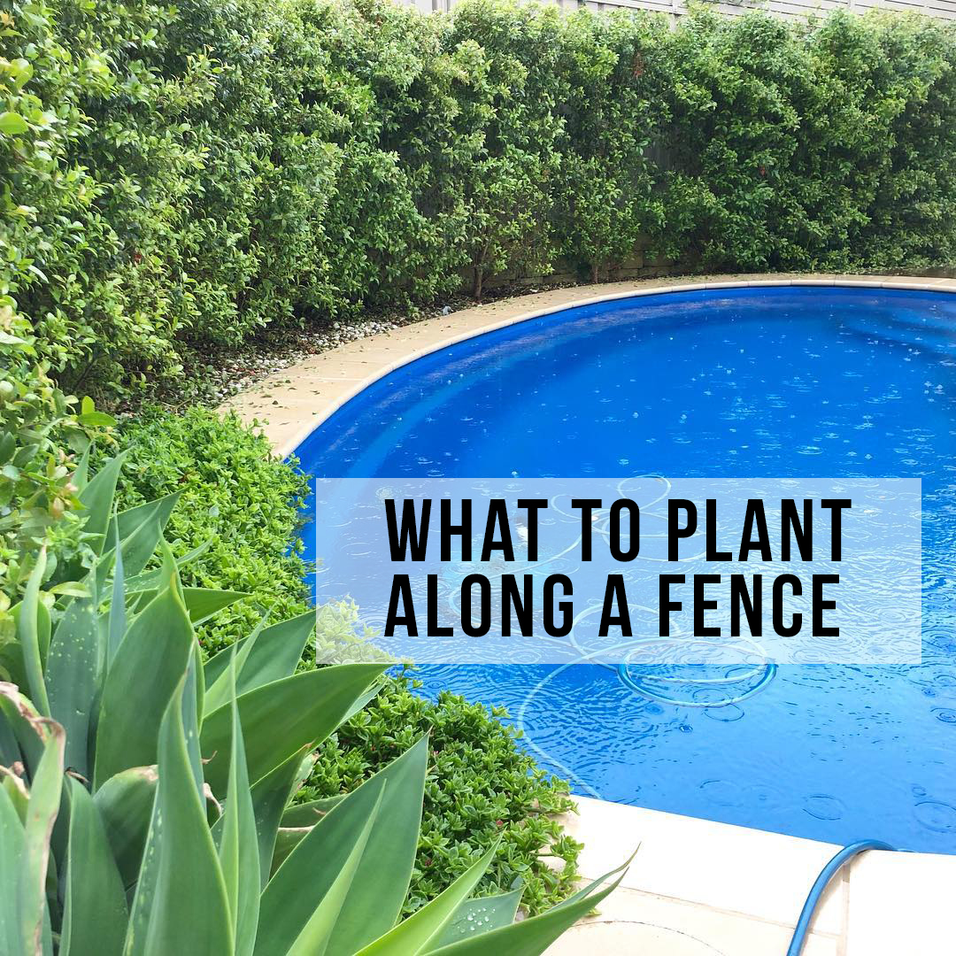 What to plant along a fence