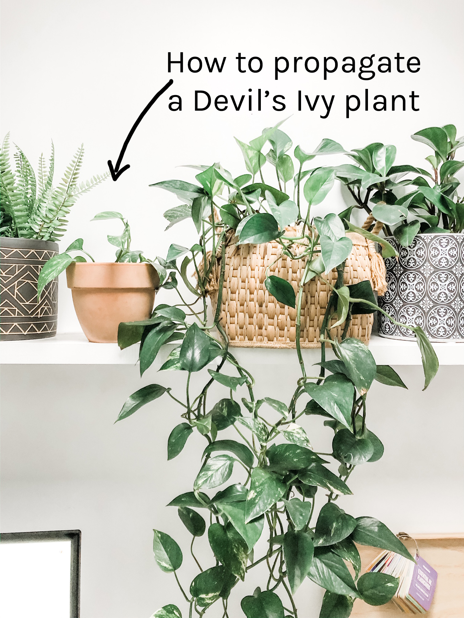 Golden Pothos 1-2 leaf Plant Cutting Devils Ivy